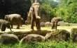 Фото Зоопарк Taman Safari 2