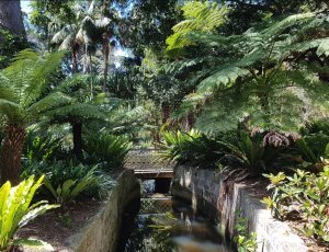 Фото Королевские ботанические сады РІ Сиднее