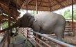 Фото Сафари парк: Катание на слонах 5