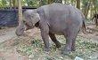 Фото Сафари парк: Катание на слонах 6