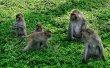 Фото Остров обезьян в Нячанге 1