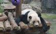 Фото Пекинский зоопарк «Beijing Zoo» 2