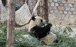 Фото Пекинский зоопарк «Beijing Zoo» 6