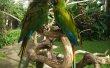 Фото Парк птиц на Бали 2