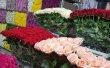 Фото Рижский рынок цветов 5