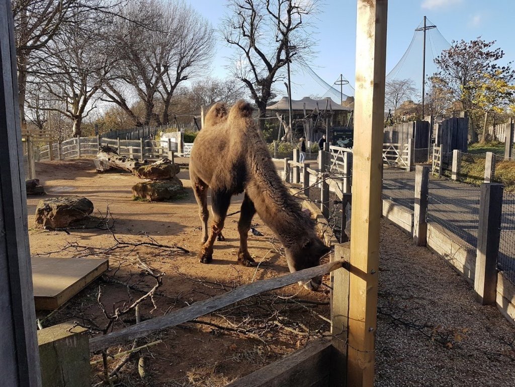 Картинки лондонский зоопарк