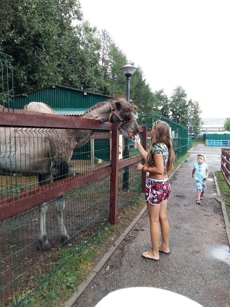 Зоопарк Ковчег. Зоопарк в Кашире. Ковчег Кашира.