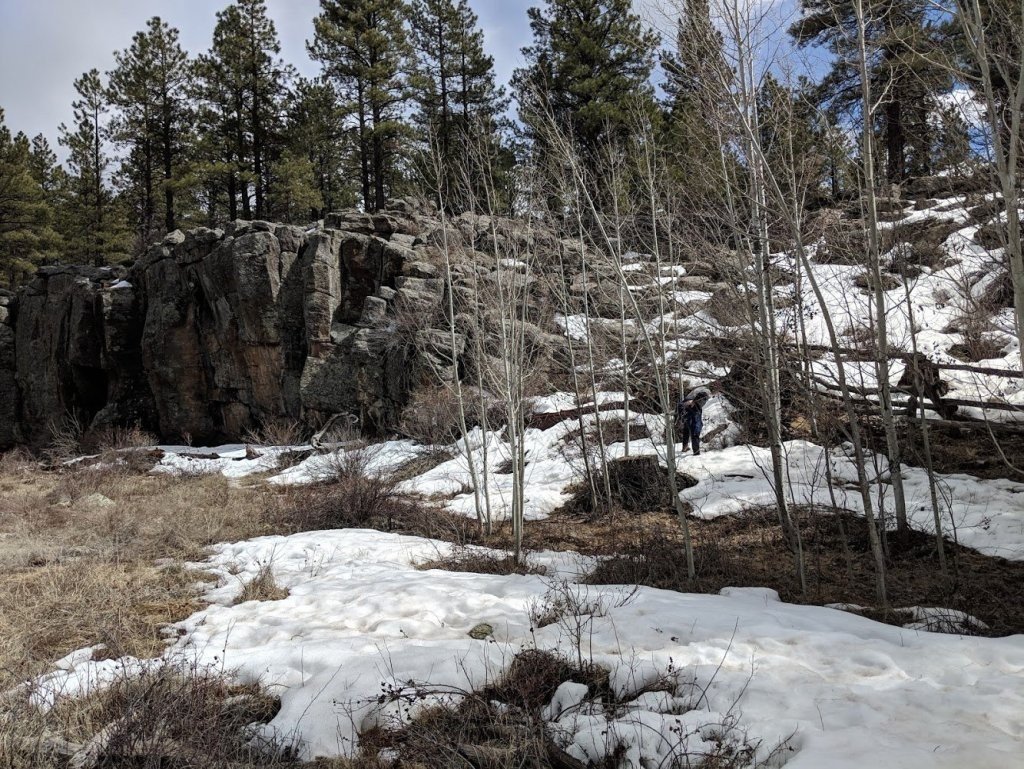 Ель кайбаб описание и фото