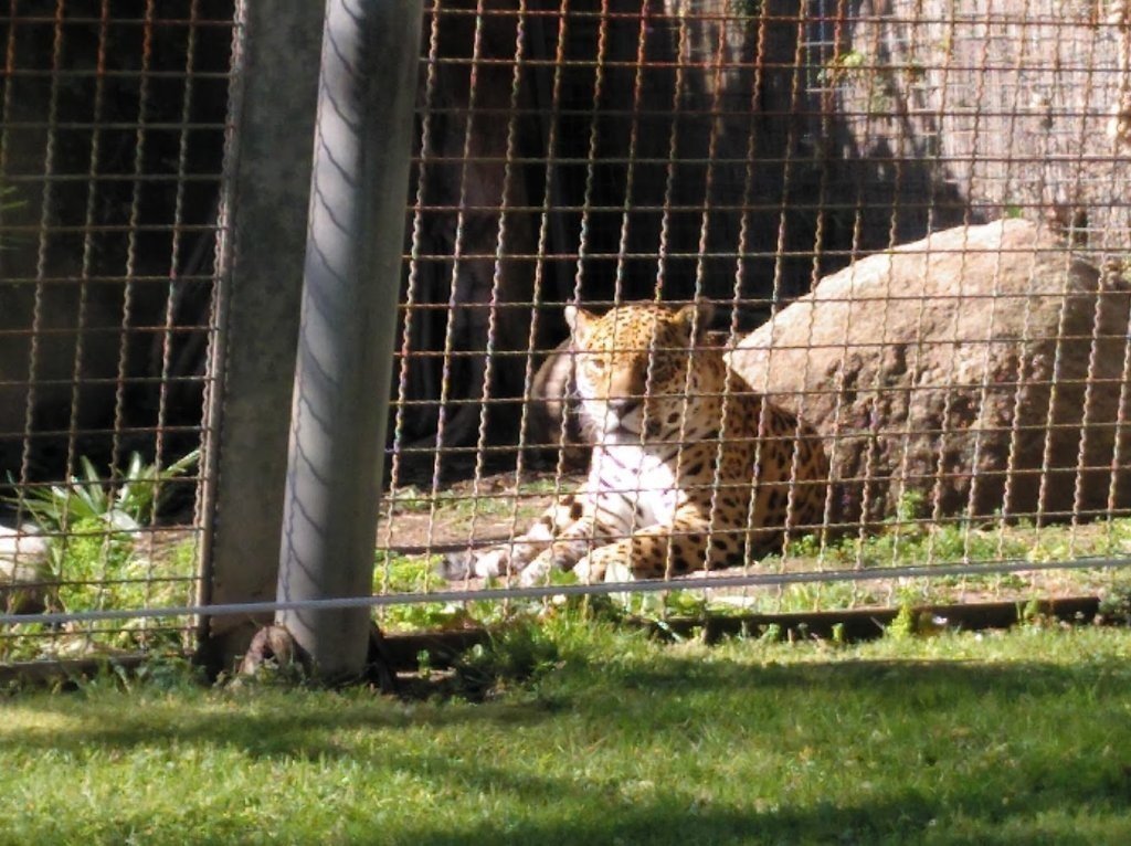 Silesta zoo. Зоологический парк 1770 Мадрид. Зоопарк Эстетика. Зоопарк Барселоны. Зоологический парк тама.