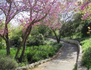 Фото Иерусалимский ботанический сад