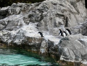 Фото Токийский парк морской жизни «Tokyo Sea Life Park»