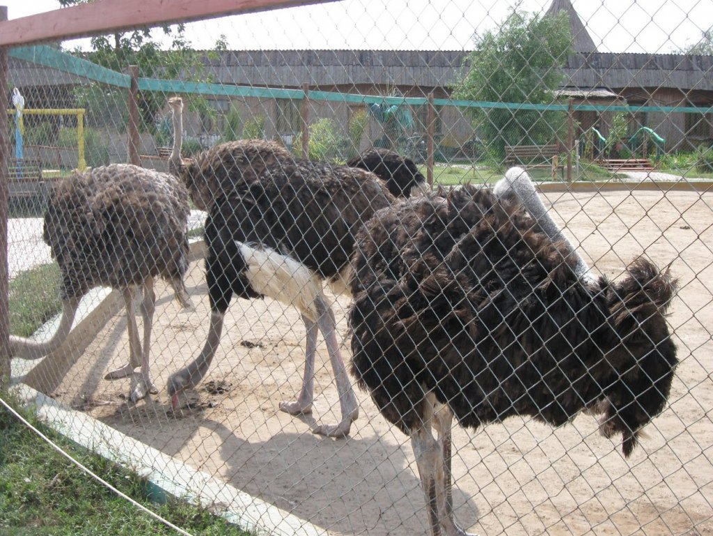 Баба фрося зоопарк астрахань. Баба Фрося Астрахань. Зоопарк в Астрахани.