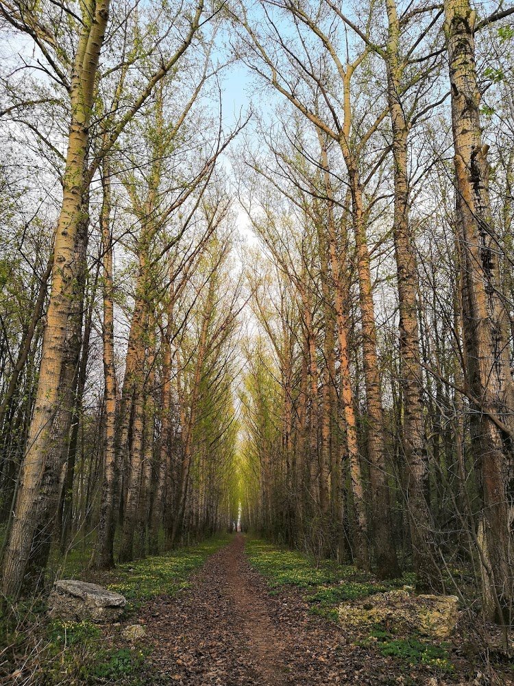 Ржевский лесопарк фото