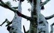 Фото Скульптура «Дерево желаний» в Петрозаводске 3