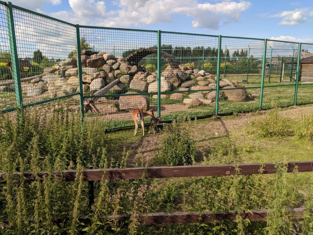 Ярославский Зоопарк в Ярославле (Россия) с фото и отзывами