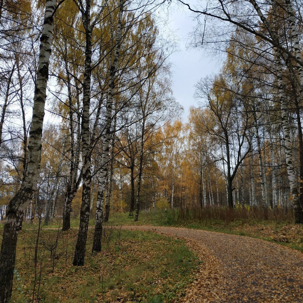 Павловская роща ярославль фото