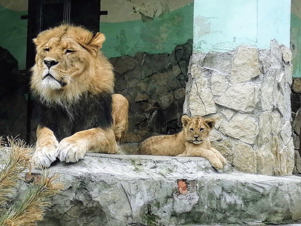 Екатеринбургский зоопарк животные список с фото