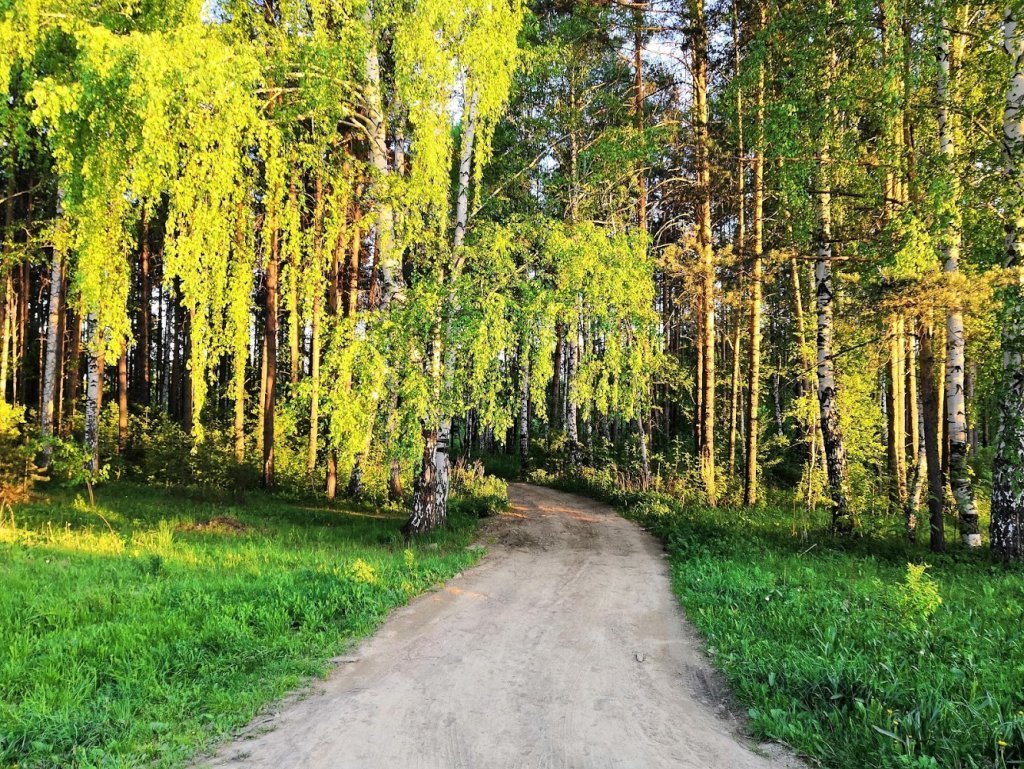 Лесопарк дубки подольск фото