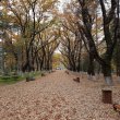 Фото Парк Ваке в Тбилиси 2