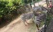 Фото Национальный Зоопарк в Коломбо 2