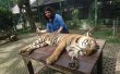 Фото Зоопарк «Королевство тигров» 5