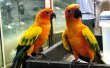 Фото Парк птиц на Пхукете 6