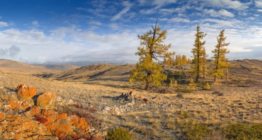 Курайская степь на машине