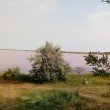 Фото Малиновое озеро Алтайского края 5