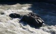 Фото Порог реки Чуя «Горизонт» 2