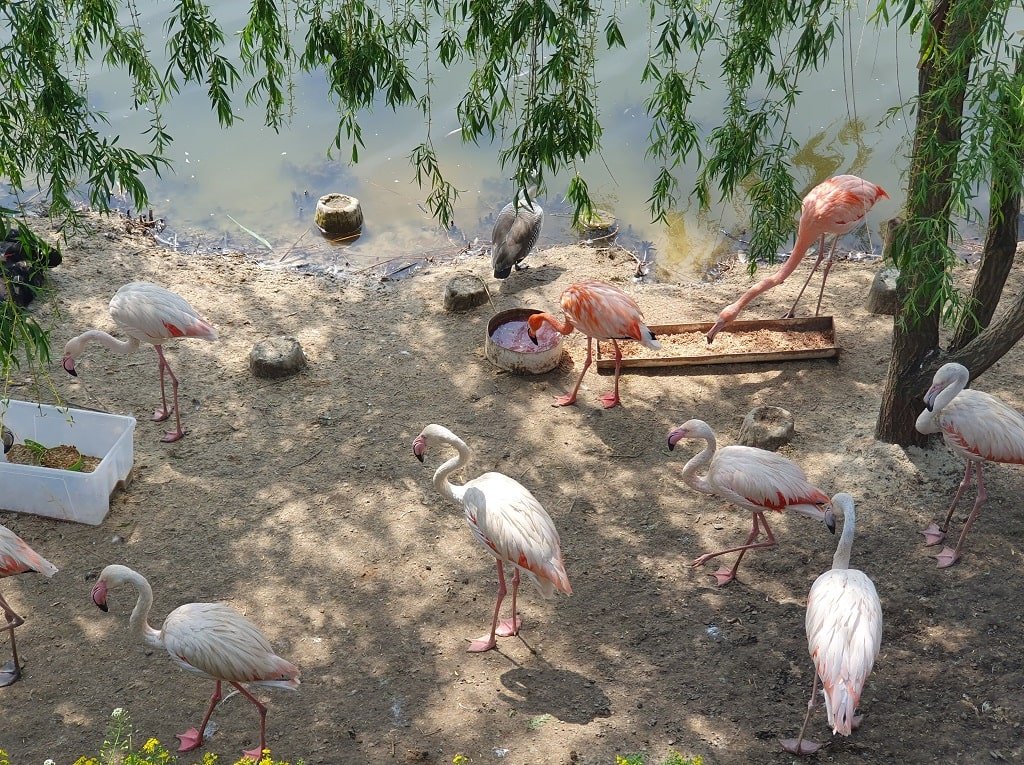 Фламинго в Южном парке птиц Малинки