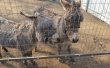 Фото Зоопарк на кургане в Брянске 3