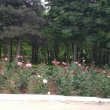 Фото Ботанический сад при ДГУ 8